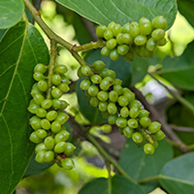 Eleuthero — ingredient in GlucoTonic